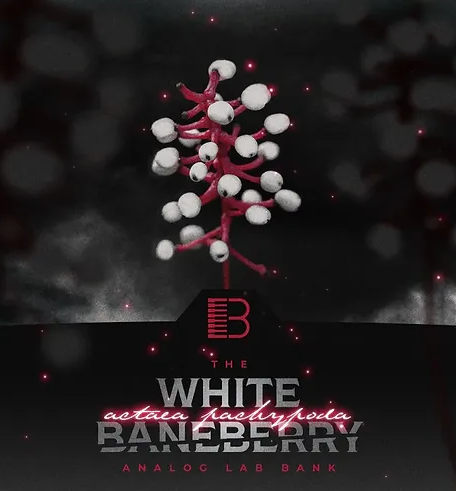 Brandon Chapa - White Baneberry Analog Lab V